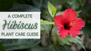 Complete Tropical Hibiscus Plant Care Guide | Hibiscus Houseplant Care and Propagation