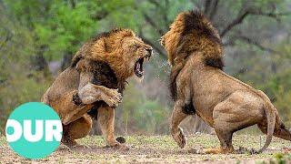 Three Adult Lions Fight Four Young Lions | Our World