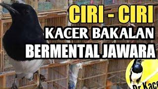 JANGAN SALAH BELI! INILAH CIRI CIRI KACER CALON JAWARA | DR KACER