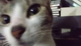 One of our Cats Sniffing my camera