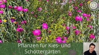 Pflanzen für den Schotter- und Kiesgarten