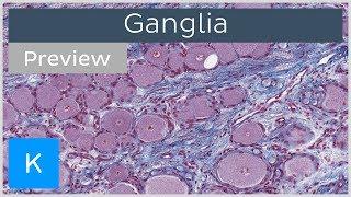 Ganglia of the Nervous System (preview) - Histology | Kenhub