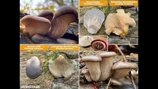 Austernseitling, Pleurotus ostreatus | + Vergleich Muschelseitling, Sarcomyxa serotinus | + Rezept