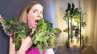 How I grew my own food with smart hydroponics