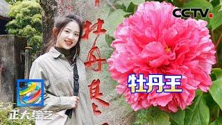 天彭牡丹“国色天香”！游赏浪漫牡丹花海，品尝美味牡丹宴 | CCTV「正大综艺」