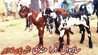 Sahiwal Bakra Mandi Ki Update Beetal Cute Bachay-Desi Beetal Goat Kids In Cheap Price