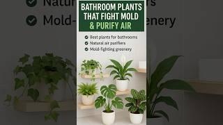 Bathroom Plants That Fight Mold & Purify Air  | Must-Have Indoor Plants