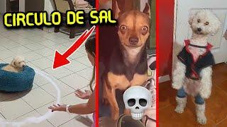 Mi Perro es un SKINWALKER 