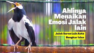 Jalak Suren Gacor Full Isian Ini Pas di Jadikan Masteran Burung Gantangan atau Trotolan