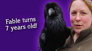 Fable the Raven | It's Fable's Birthday! 