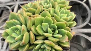 Succulent Plant 多肉植物小盆栽 綠翡翠