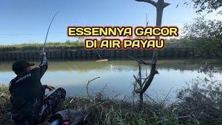 ESSENNYA GACOR DI AIR PAYAU ‼️ CAMPURAN LUMUT TERBAIK MANCING NILA