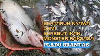 PLADU Sungai BRANTAS! Bertaruh Nyawa demi Rebutan IKAN MONSTER RAKSASA (FULL Review HASIL TANGKAPAN)