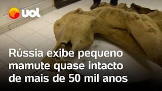 Rússia: Mamute filhote que viveu há 50 mil anos é encontrado praticamente intacto na Sibéria; vídeo