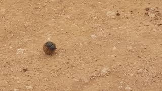 Flightless dung beetle