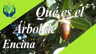 La Encina: todo lo que necesitas saber sobre este gran árbol
