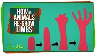 How Do Animals Re-Grow Limbs (And Why Can't We?)