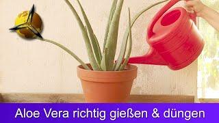 Watering and Fertilizing Aloe Vera properly