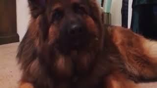 German Shepherd’s Reaction to Words