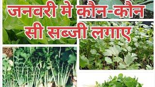 January me Key lagaya apne kitchen garden me or kaise #naturelovers #surabhiterracegardening