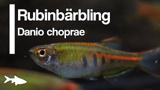 Der Rubinbärbling Danio choprae | Aquariumbewohner im Porträt