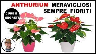 ANTHURIUM, o Anturio, TUTTE LE CURE sulla coltivazione