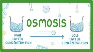 GCSE Biology - Osmosis #8