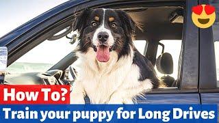 How to Train your puppy for Car Rides?  