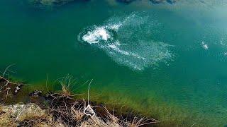 This tiny creek holds HUGE STURGEON | Sight Fishing Sturgeon