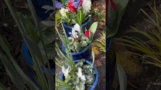 #first #tulip #cottagegarden #gardening #musica #myfirstvlog