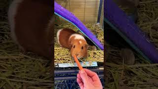 Cute Guinea pigs #eating#cute