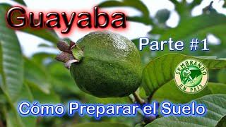 Guayaba Parte#1: Preparación del Suelo