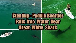 Stand-Up Paddleboarders See More Great White Sharks Than Anyone Else on the Water