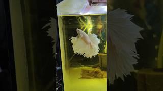 How To Keep Betta Fish Active?