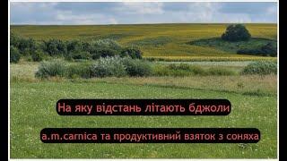 На яку відстань літають бджоли,або продуктивність карніки