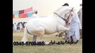 best horse dance in pakistan/shakrila No.4