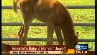 Baby horse recieves a gem of a name