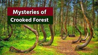 Mystery of Poland crooked forest | Mysterious places in the world | history of Crooked forest Poland