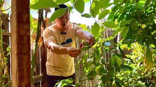 Shade Loving Tropical Fruit Trees in California’s Central Valley