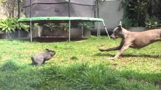 Sheba the Weimaraner and the Bunny in SloMo Play