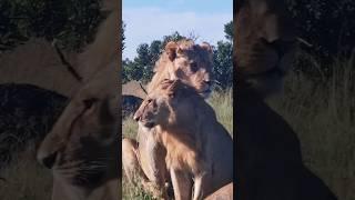 The five Rongai Rockers Young male lions #shorts #lion #nature #animals #africa #leão #bigcat #leon