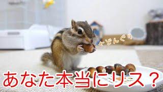 【シマリス】リスに試しにどんぐりあげてみたらリスのイメージが崩壊した...