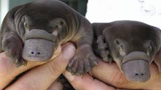 Platypus: A Nature's Oddity and Living Fossil | Australia's Enigmatic Egg-Laying Mammal