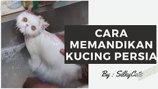 Cara memandikan / grooming kucing persia bulu panjang dengan baik