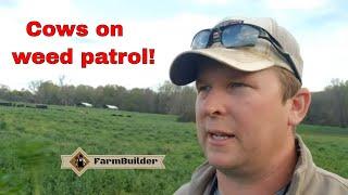 Cows on weed patrol! *paddock size matters*  #beef #cattle #grazing