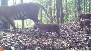 KAMERA TRAP HARIMAU BBKSDA RIAU