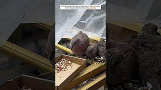 A Story About a Girl Who Helps a Family of Pigeons Outside Her Window and Has a Happy Ending