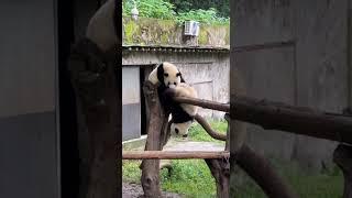 可可偷袭妹妹，好欢乐！ #panda #大熊貓