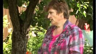 Сад и огород. Клематисы (1)