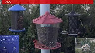 Orlando Florida Bird Cam  WE 03/14/2025